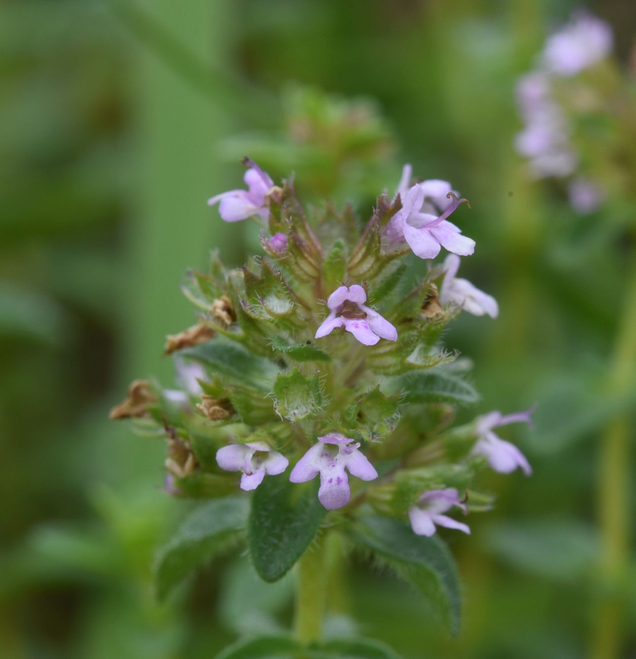 Изображение особи род Thymus.