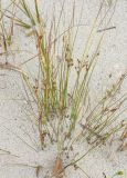 Juncus brachyspathus
