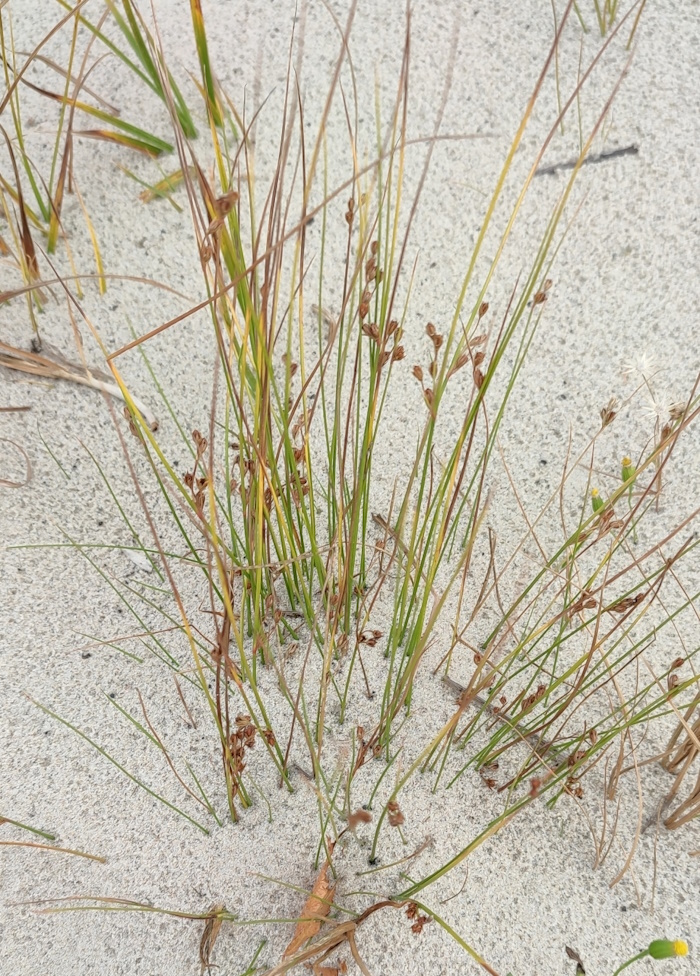 Image of Juncus brachyspathus specimen.