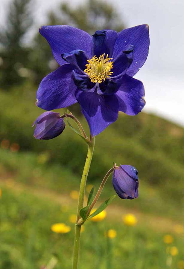 Image of Aquilegia glandulosa specimen.