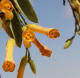 Nicotiana glauca