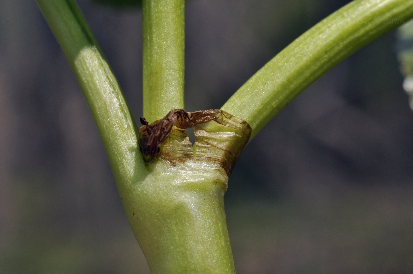 Image of Caltha silvestris specimen.