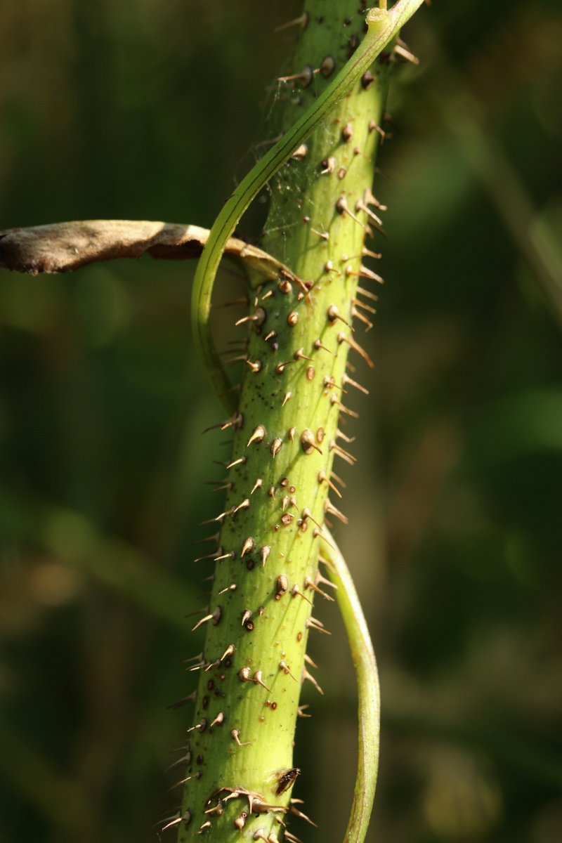 Image of Rosa glabrifolia specimen.