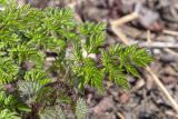 Anthriscus sylvestris