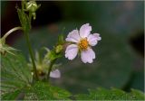 Fragaria vesca. Цветок и лист с личинкой кузнечика. Московская обл., Раменский р-н, окр. дер. Хрипань, просека в смешанном лесу. 30.05.2025.