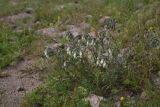 genus Onosma