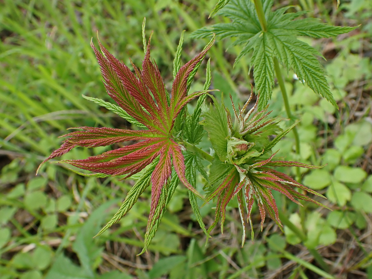 Image of Filipendula palmata specimen.