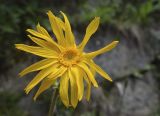Arnica montana. Соцветие. Испания, Каталония, пров. Жирона, комарка Рипольес, муниципалитет Сеткасес, окр. курорта \"Вальтер 2000\", ≈1950 м н.у.м., крутой борт горного ручья, разнотравье в древесно-кустарниковом сообществе. 29.06.2025.