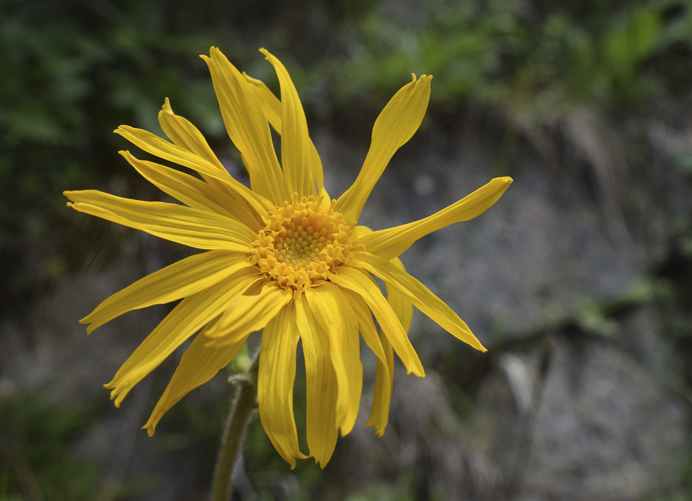 Image of Arnica montana specimen.