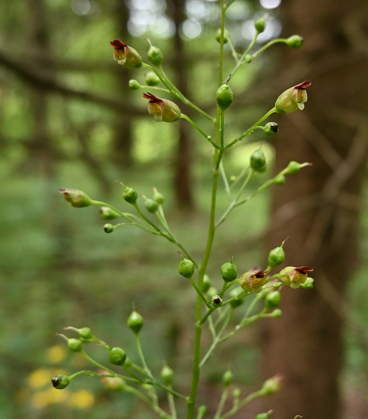 Image of Scrophularia nodosa specimen.