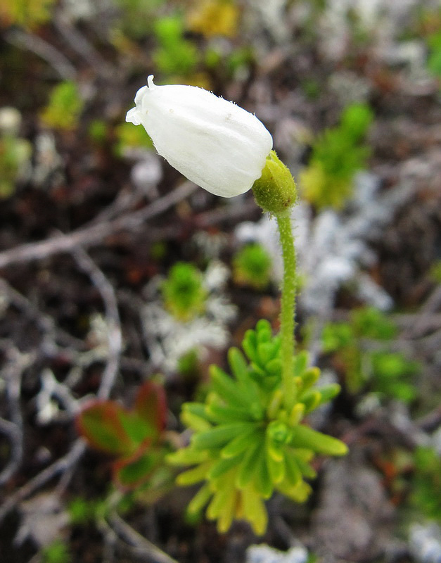 Image of Phyllodoce caerulea specimen.