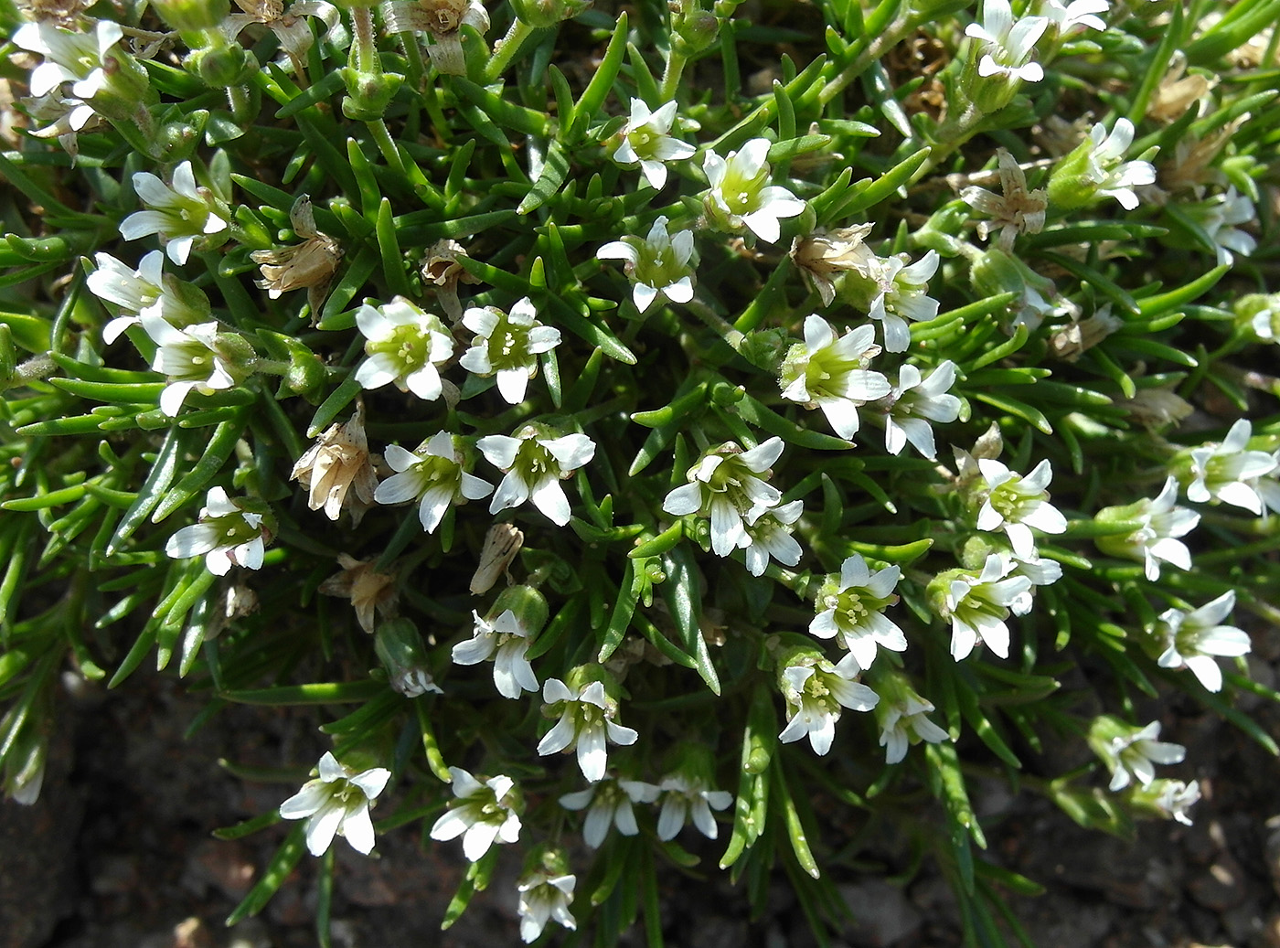 Image of Minuartia biflora specimen.