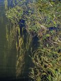 Potamogeton lucens