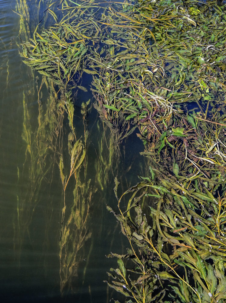 Image of Potamogeton lucens specimen.