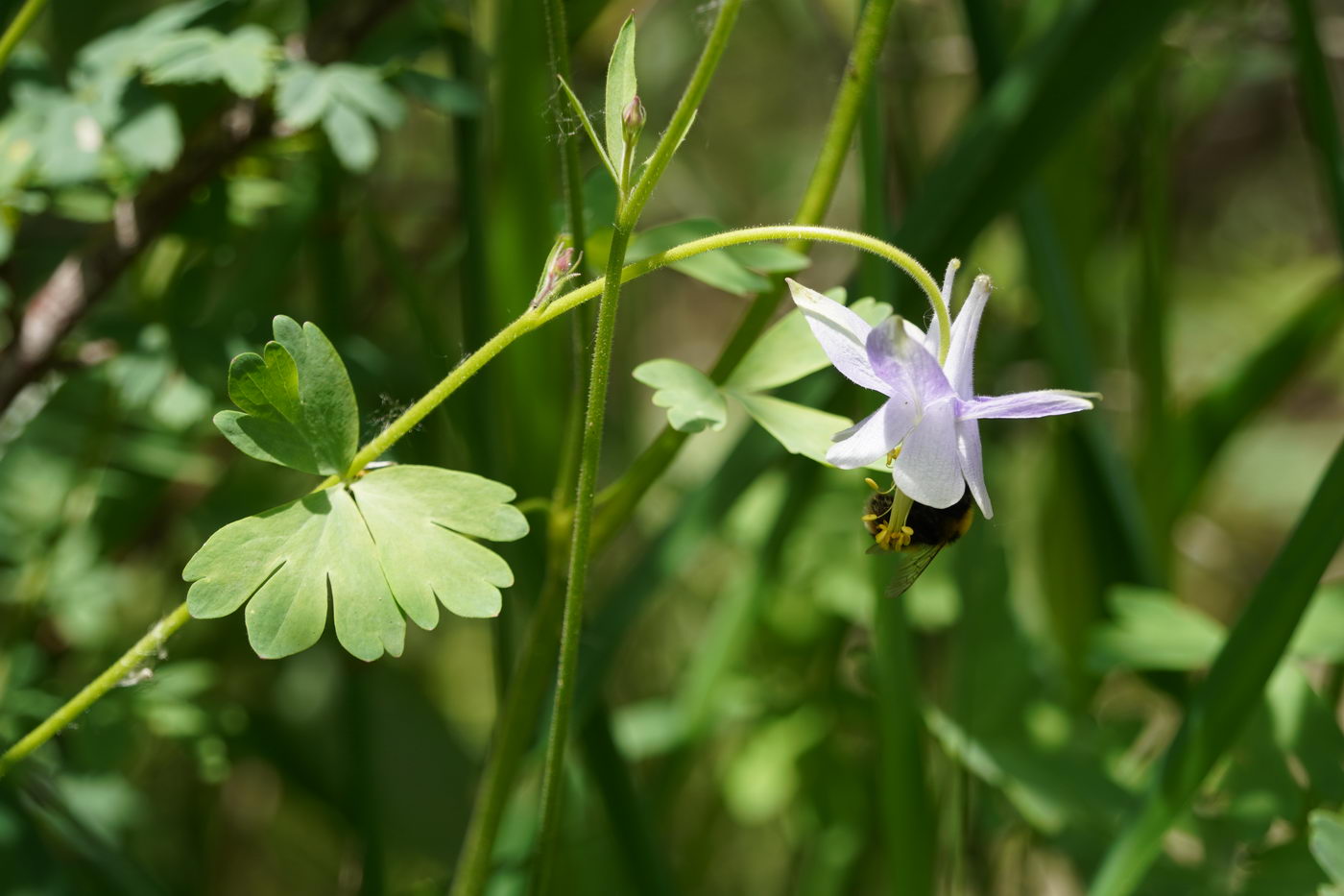 Изображение особи Aquilegia vicaria.