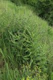 Cynoglossum officinale. Цветущие и плодоносящие растения. Смоленск, склон за крепостной стеной в р-не башни \"Орёл\", разнотравно-злаковый суходольный луг на крутом склоне. 10.06.2025.