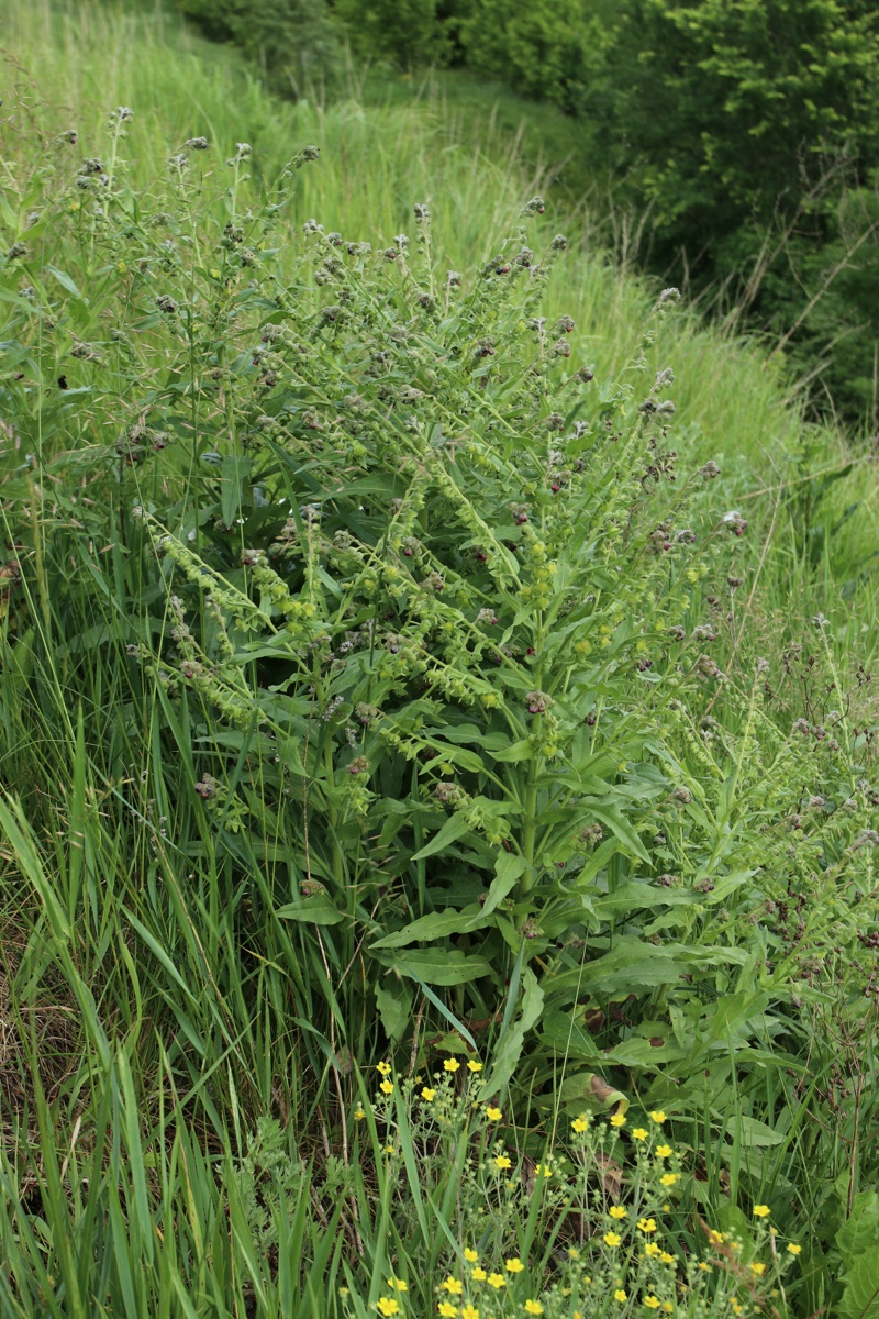 Изображение особи Cynoglossum officinale.
