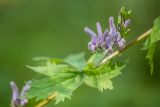 Aconitum septentrionale