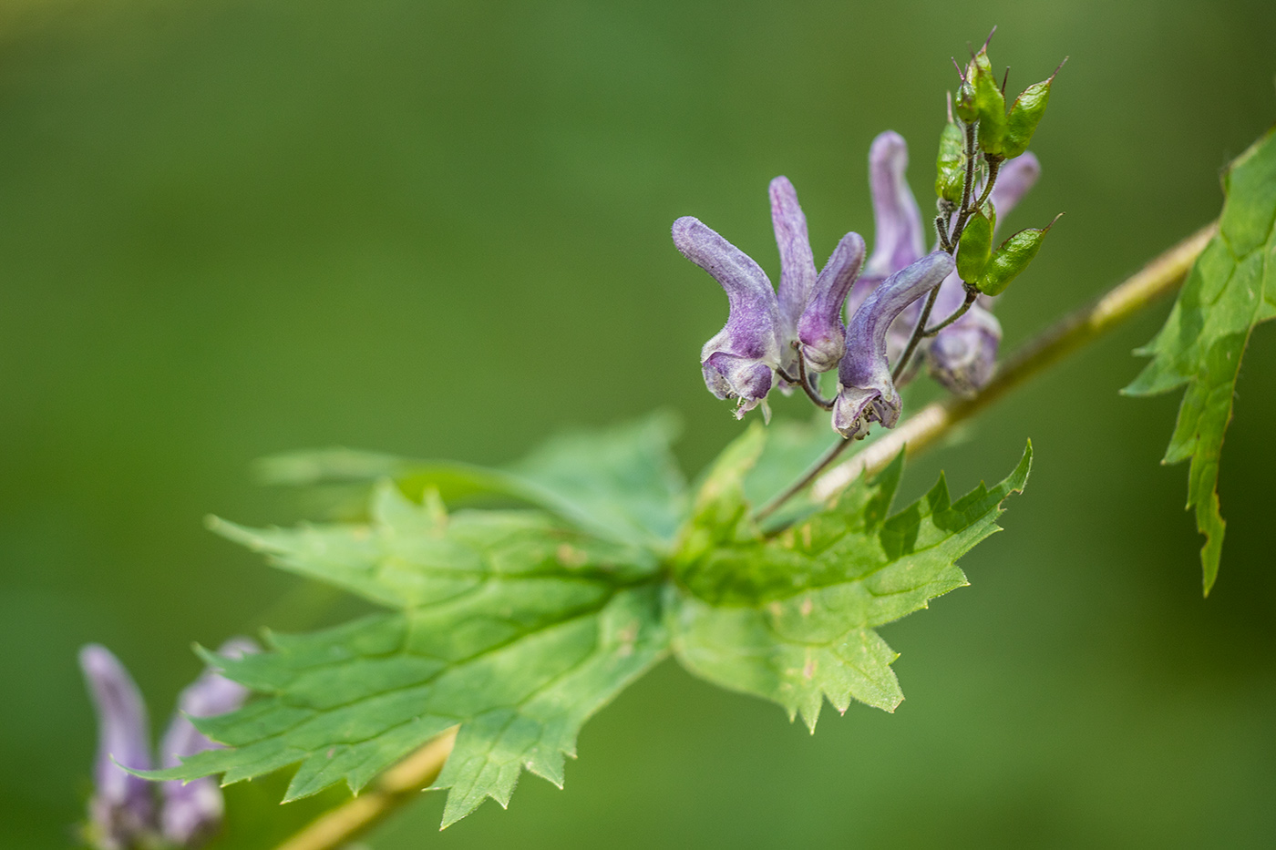 Изображение особи Aconitum septentrionale.