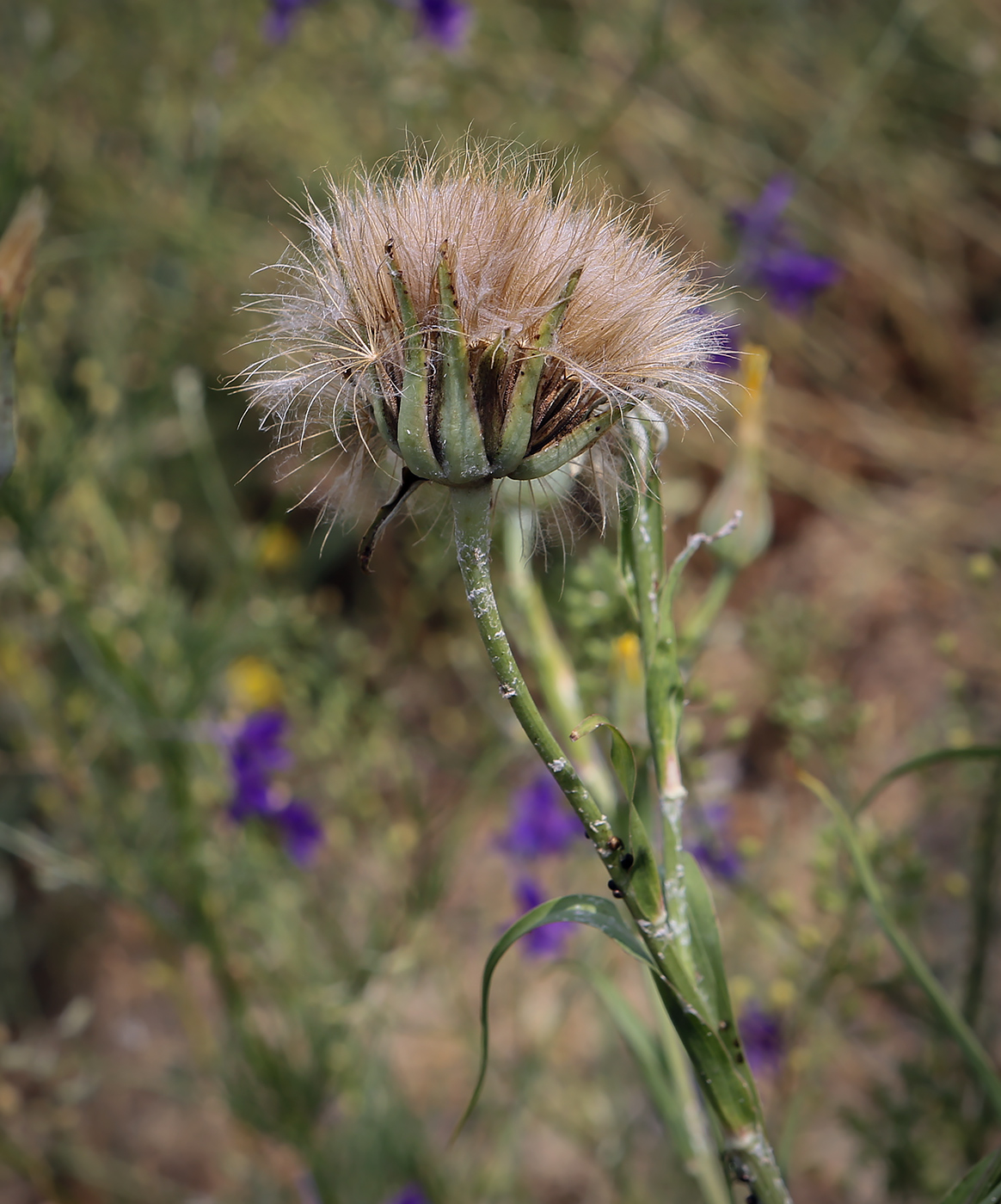 Изображение особи род Tragopogon.