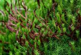 род Polytrichum
