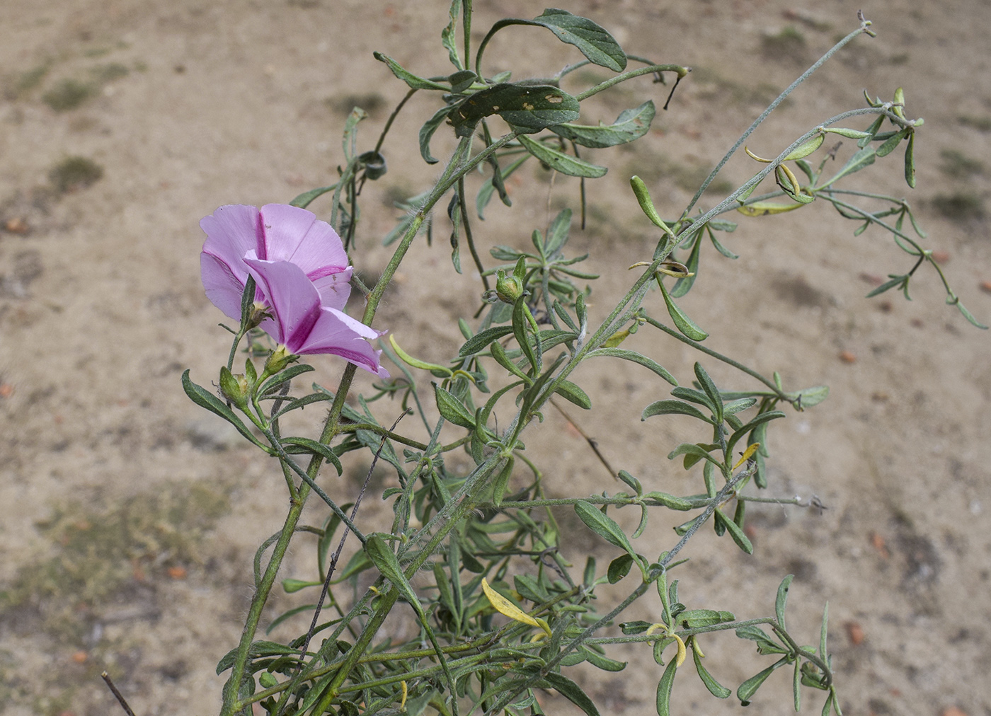 Image of Convolvulus cantabrica specimen.