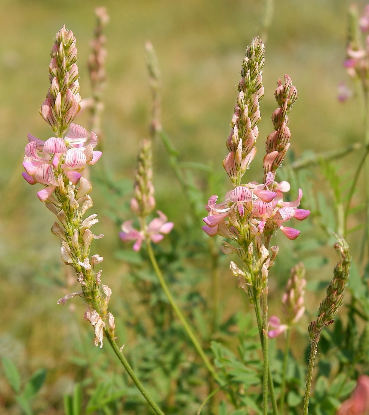 Изображение особи Onobrychis arenaria.