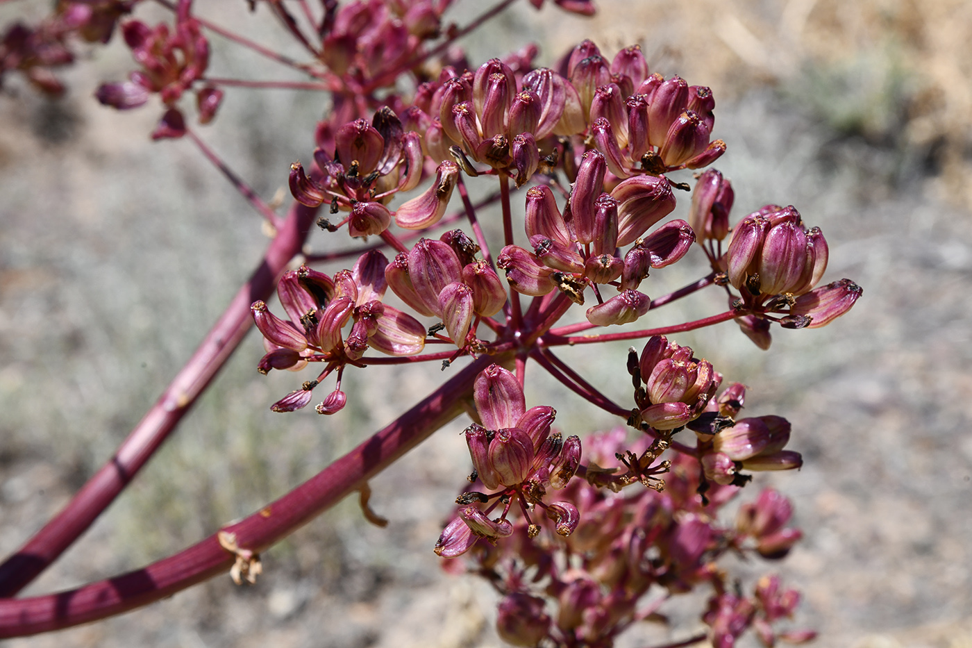 Image of Ferula iliensis specimen.