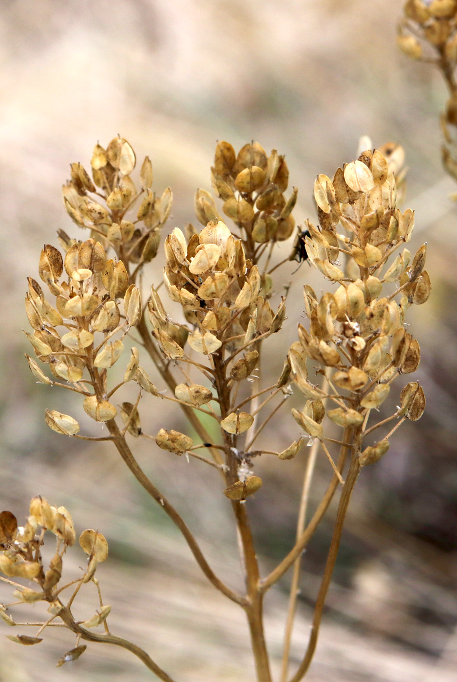 Image of Iberis umbellata specimen.