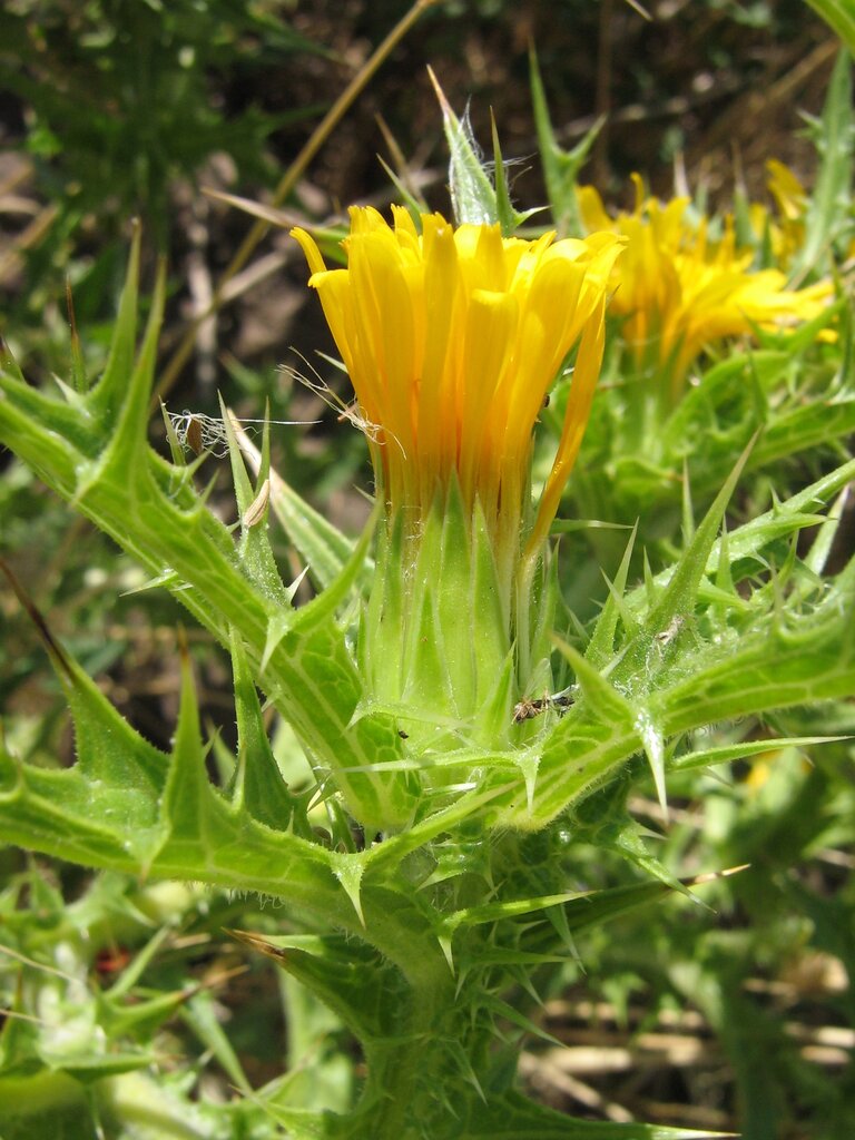 Image of Scolymus hispanicus specimen.