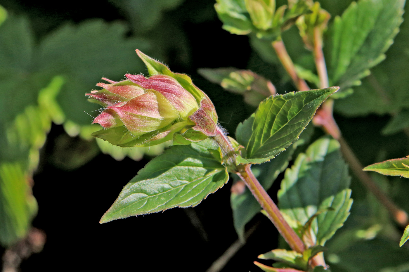Image of Scutellaria supina specimen.