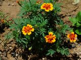 Tagetes patula. Цветущее растение. Узбекистан, г. Ташкент, пос. Улугбек, частный двор, в культуре. 26.06.2014.