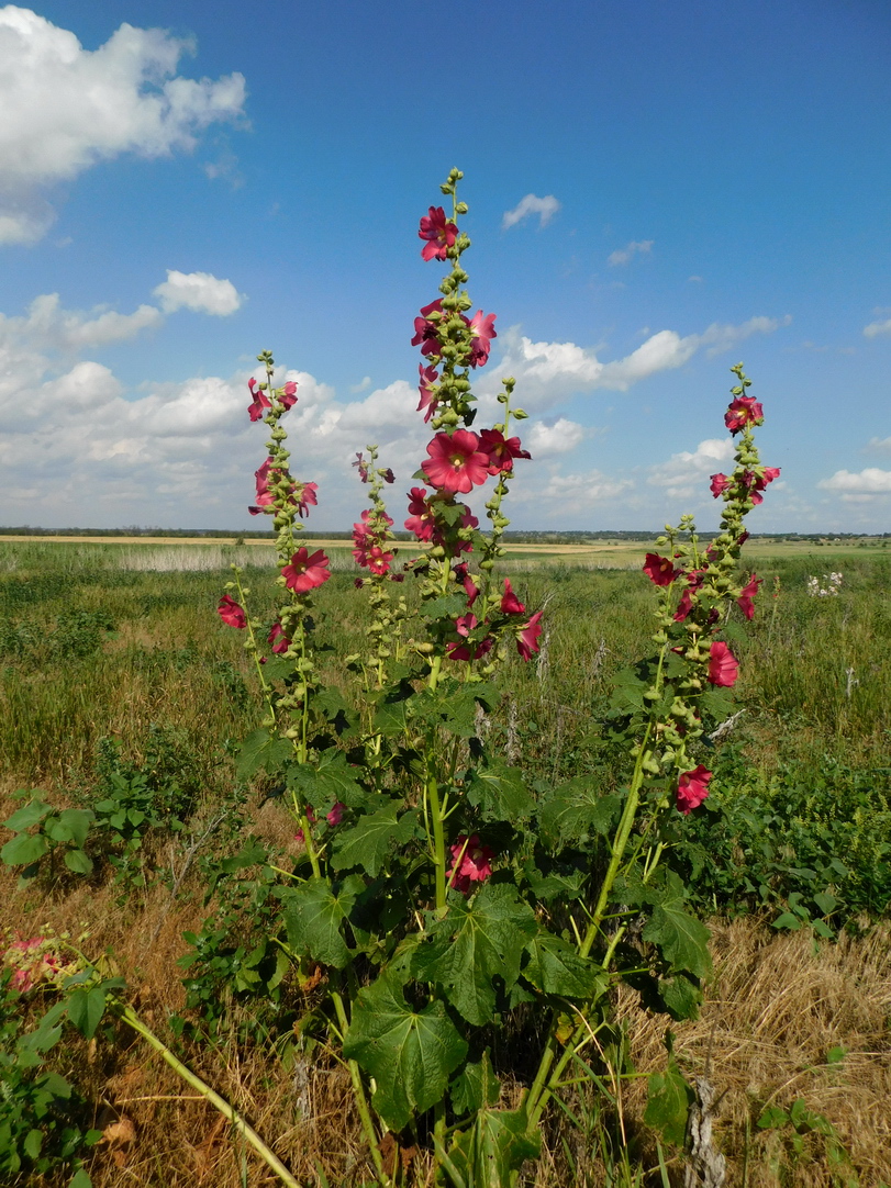 Image of Alcea rosea specimen.