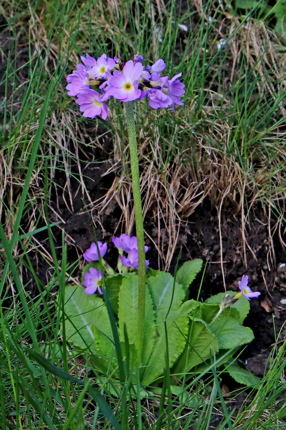 Image of Primula denticulata specimen.