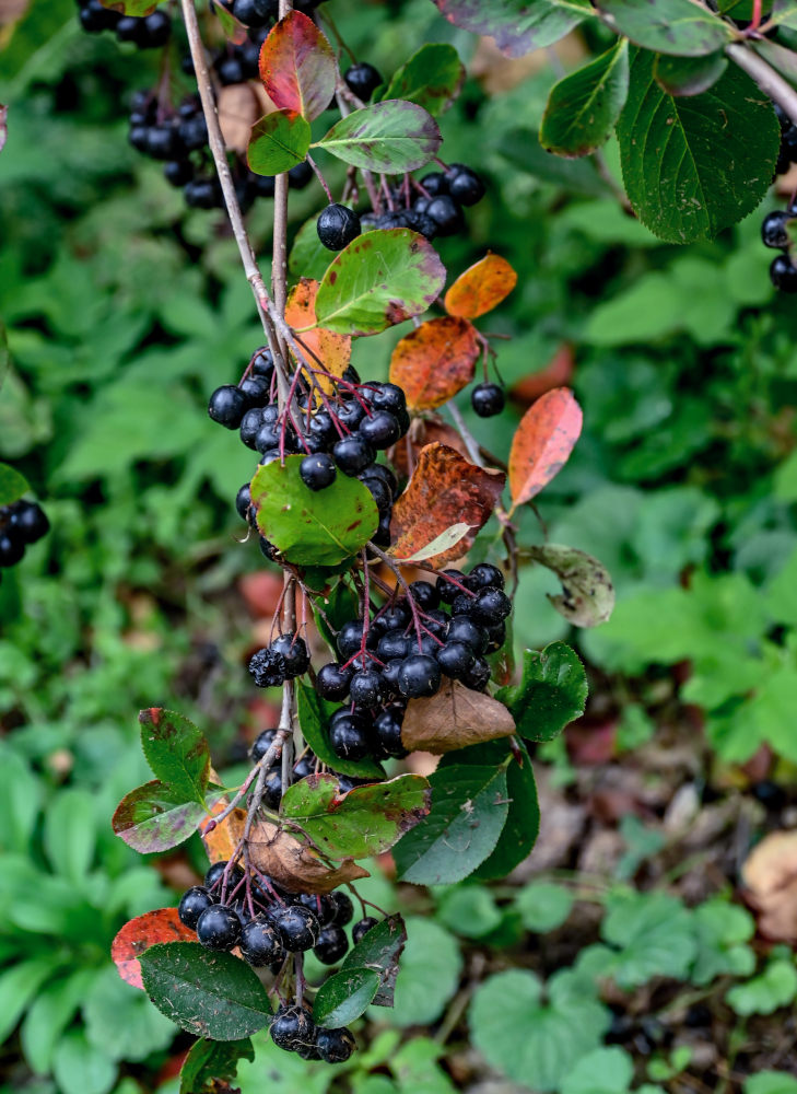 Image of &times; Sorbaronia mitschurinii specimen.