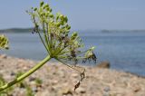 genus Heracleum. Соплодие. Приморский край, Владивостокский ГО, о. Клыкова, терраса над каменистой береговой полосой. 07.07.2025.