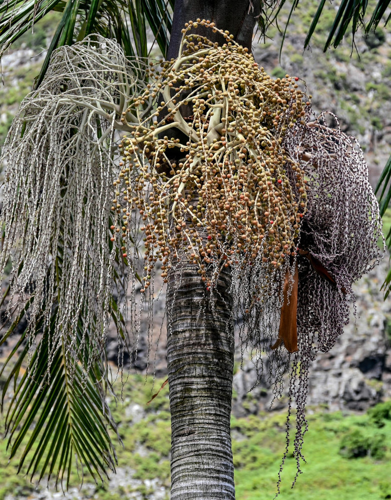 Изображение особи Archontophoenix alexandrae.