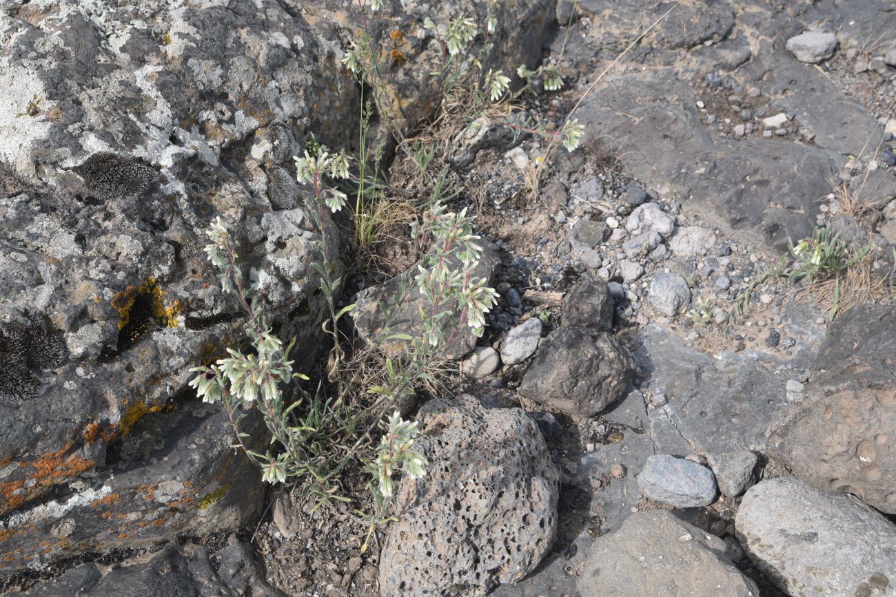 Изображение особи род Onosma.