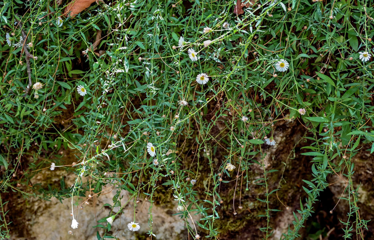Изображение особи Erigeron karvinskianus.