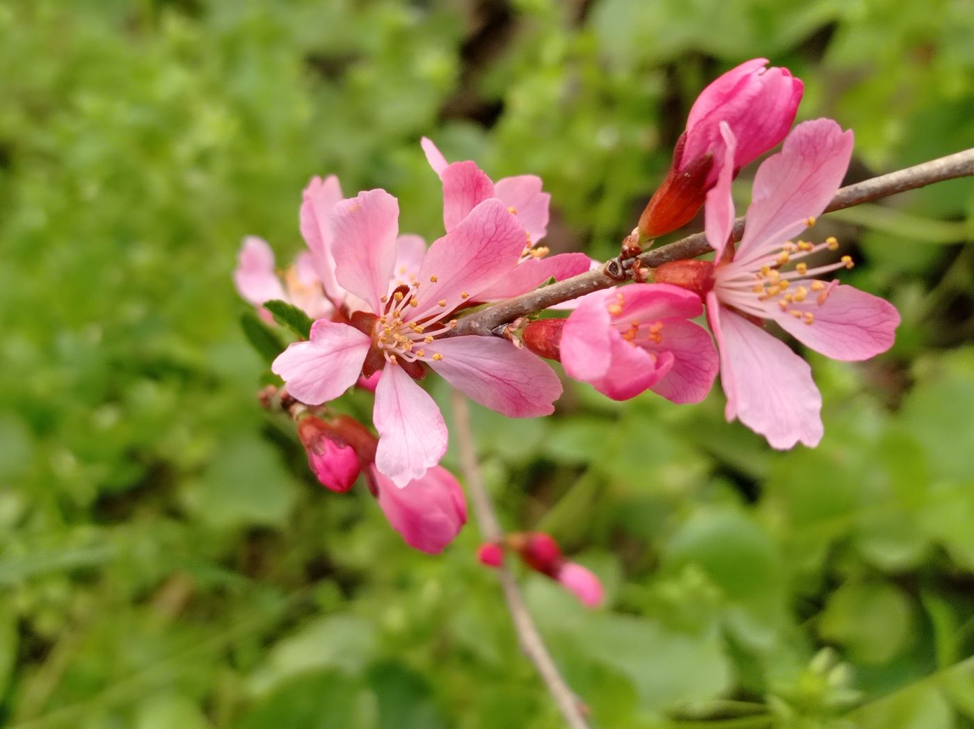 Image of Amygdalus nana specimen.