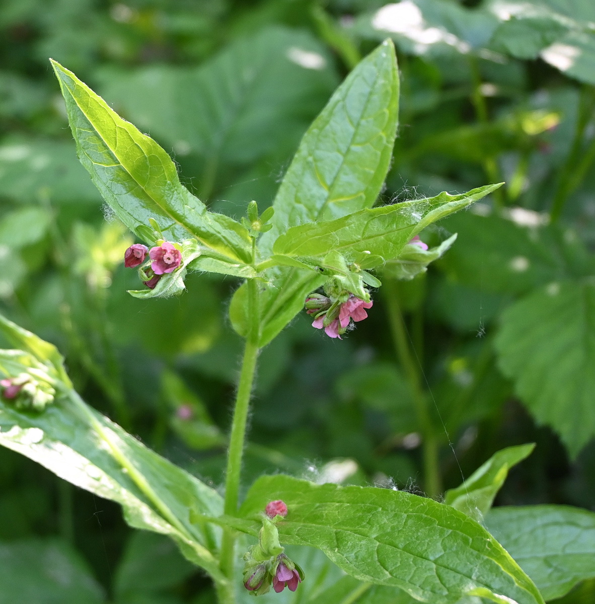 Изображение особи Cynoglossum officinale.