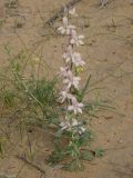 Delphinium camptocarpum. Цветущее растение в сообществе с Carex. Узбекистан, Каракалпакстан, Кйзкеткен, равнина. 30 апреля 2026 г.