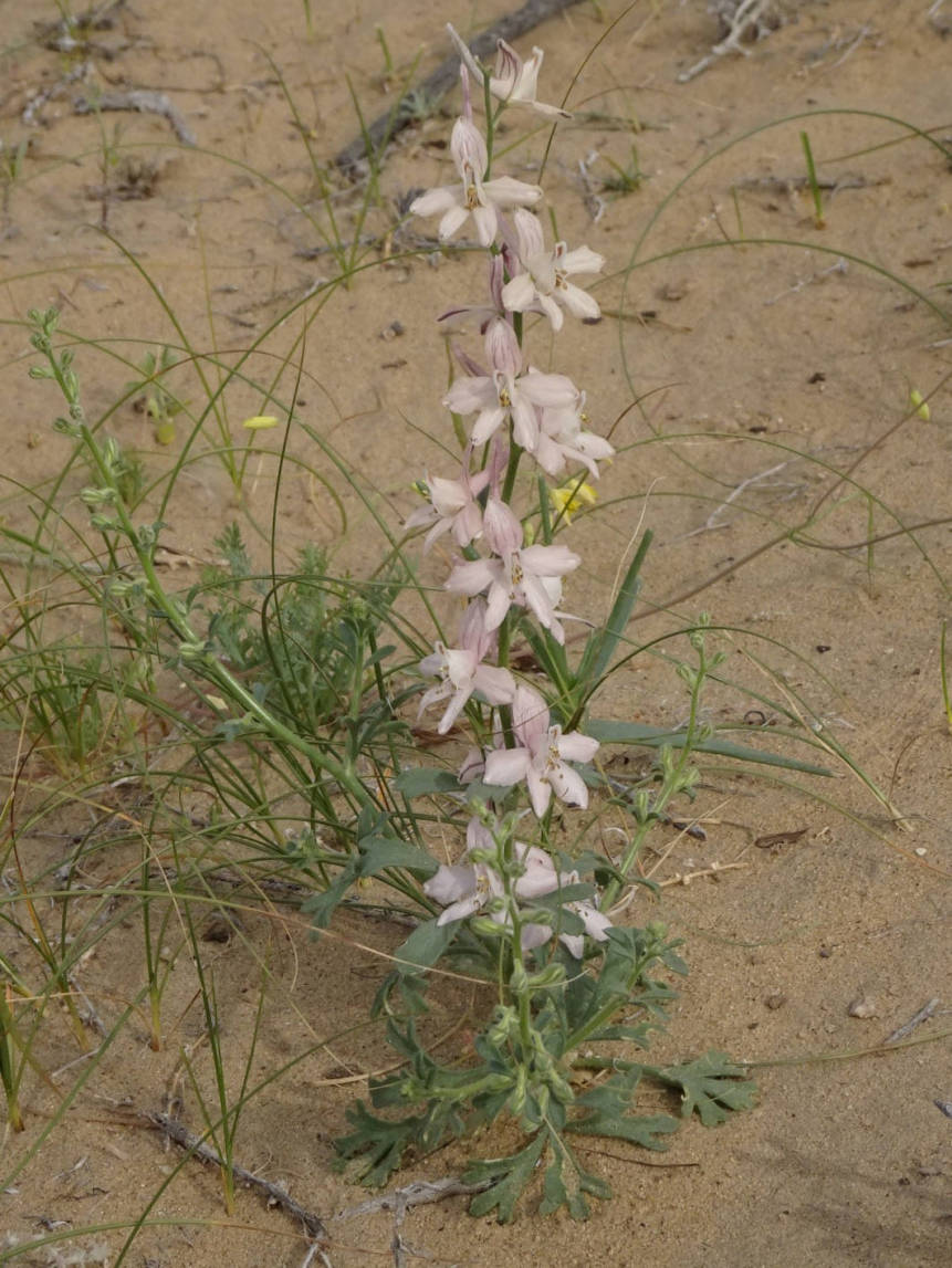 Изображение особи Delphinium camptocarpum.