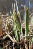Carex cespitosa
