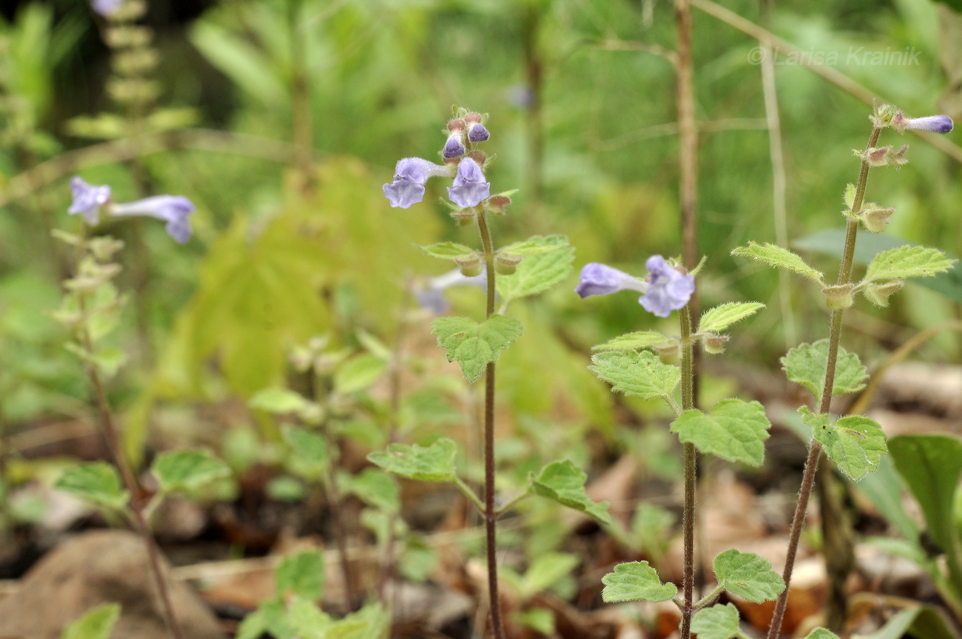 Image of Scutellaria dentata specimen.