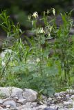 Aquilegia oxysepala. Цветущее растение (альбинос). Хабаровский край, р-н имени Лазо, верховье р. Ко, выс. ≈ 520 м н.у.м., на галечнике. 20.06.2026.
