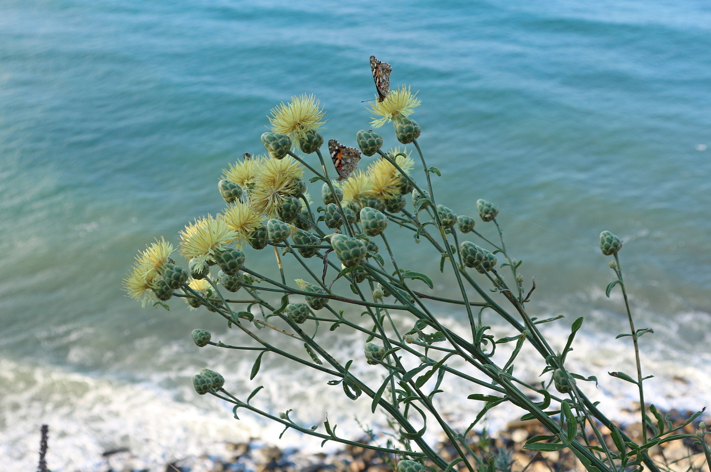 Image of Centaurea salonitana specimen.