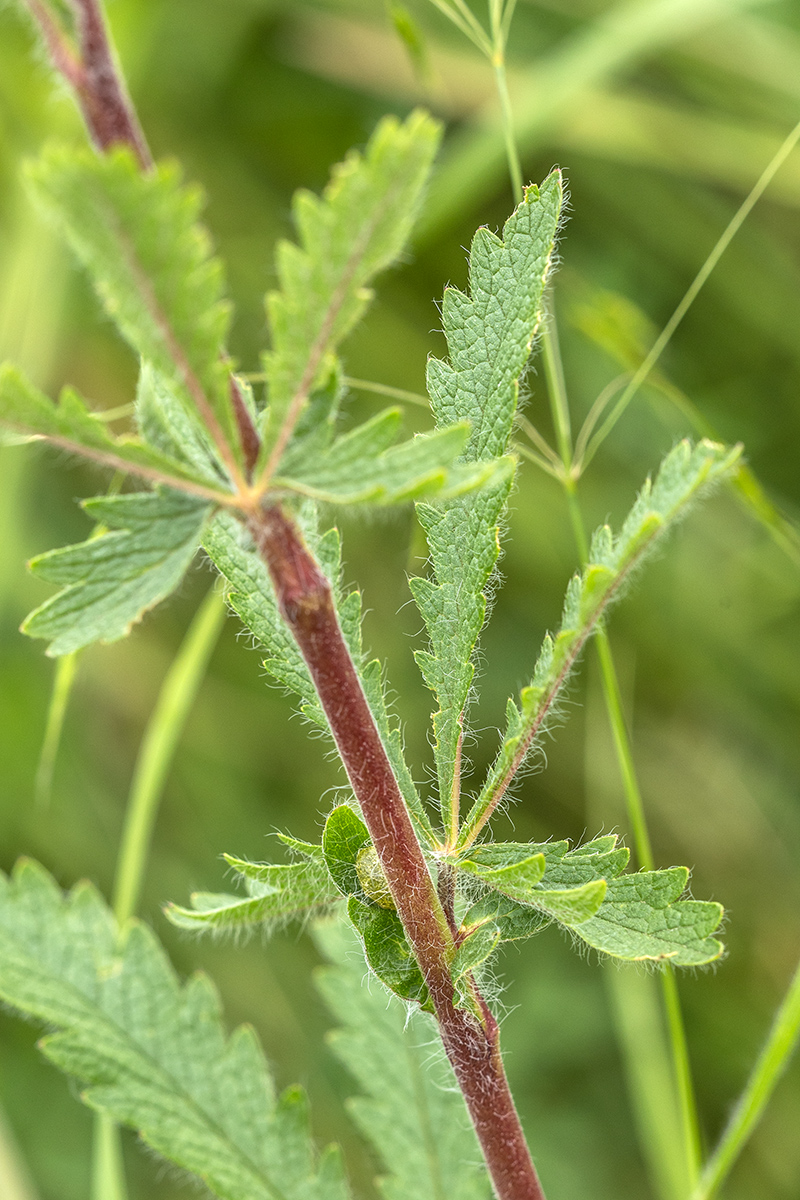 Изображение особи род Potentilla.