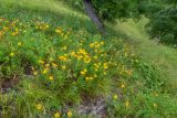 Inula ensifolia. Цветущие растения. Карачаево-Черкесская Республика, Урупский р-н, ок. 4 км к востоку от станицы Андрюки, луговой склон. 26.07.2026.