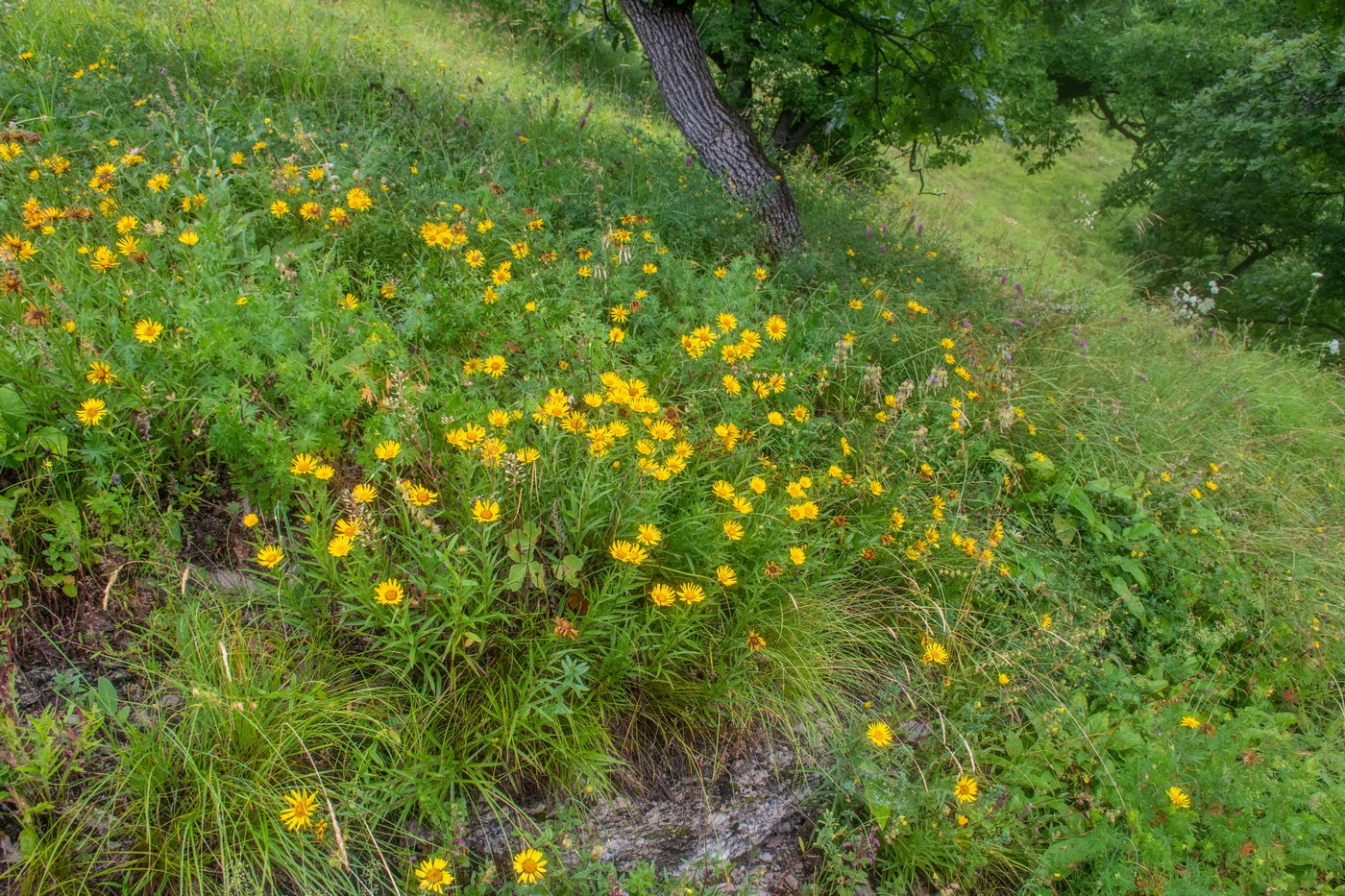Image of Inula ensifolia specimen.